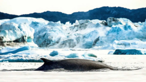 Ilulissat-whale-1.jpg