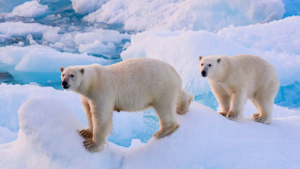 polar-bears-on-ice-pack.jpg